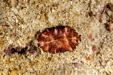 Pseudobiceros bedfordi, Flatworm