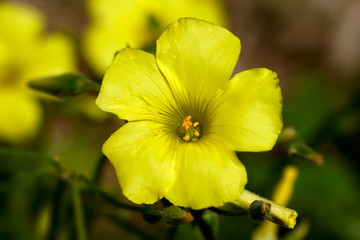 four-leaf clover, wild flowers, yellow ...