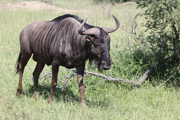 Streifengnu / Blue wildebeest / Connochaetes taurinus