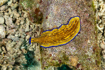 Flatworm, Pseudoceros gravieri, are a phylum of relatively simple bilaterian, unsegmented, soft-bodied invertebrates