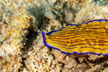 Flatworm, Pseudoceros gravieri, are a phylum of relatively simple bilaterian, unsegmented, soft-bodied invertebrates