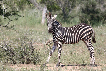 Steppenzebra / Burchell's Zebra / Equus burchellii...