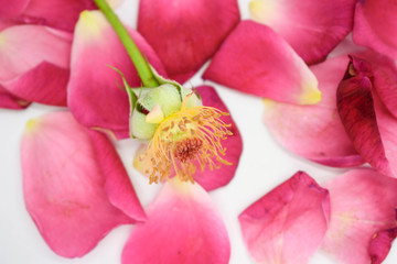 Fototapeta na wymiar Beautiful rose flower anther and stigma focused with fallen petals