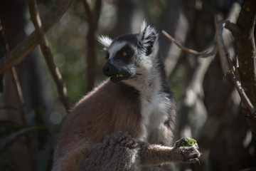 lemur