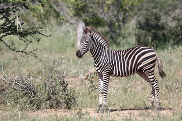 Steppenzebra / Burchell's Zebra / Equus burchellii...