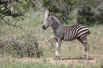 Steppenzebra / Burchell's Zebra / Equus burchellii...