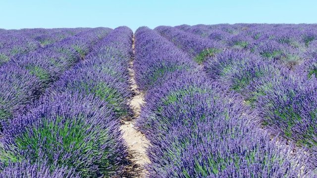 Lavender fields in La Provence France