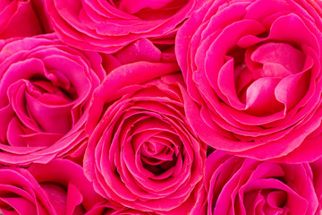 Background of pink roses. Bouquet of fresh roses, flower bright background.