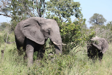 Afrikanischer Elefant / African elephant / Loxodonta africana