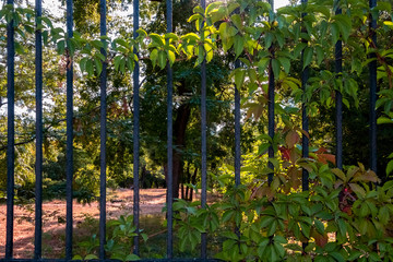 Fototapeta na wymiar Old park fence entwined with greenery.
