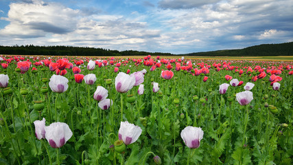 Obraz premium Mohnblüten