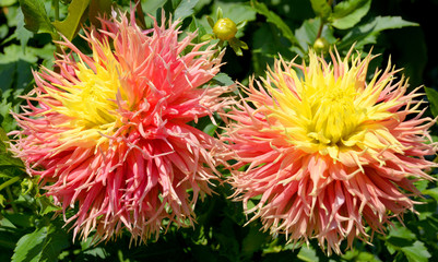 Dahlia is a genus of bushy, tuberous, perennial plants native to Mexico, Central America, and...