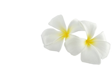 frangipani flowers on white background.
