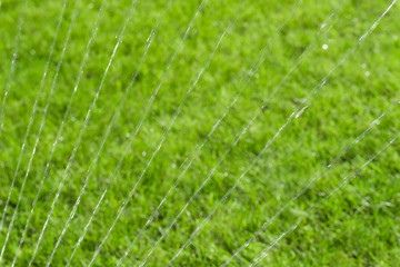 garden sprinkler watering grass