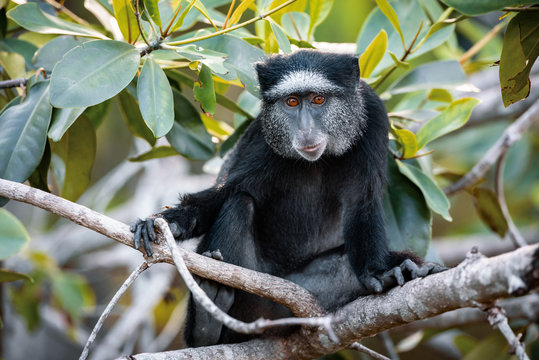 Blue monkey in jungle, Angola
