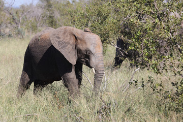 Fototapeta premium Afrikanischer Elefant / African elephant / Loxodonta africana