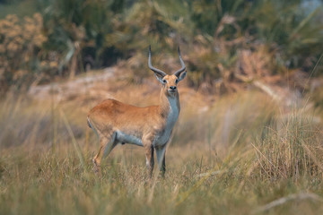 Deer standing in the forest
