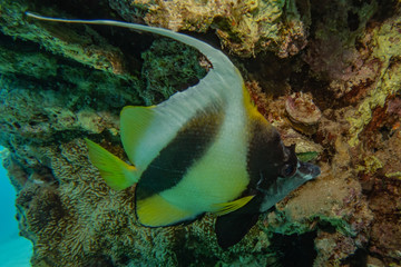 Fish swim in the Red Sea, colorful fish, Eilat Israel