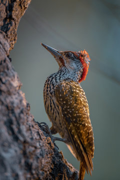 Close up view of woodpecker