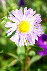 Obraz premium pink Aster close-up