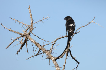 Schachwürger / Long-tailed shrike - Magpie shrike / Lanius schach.