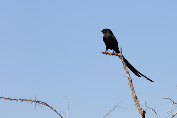 Schachwürger / Long-tailed shrike - Magpie shrike / Lanius schach.
