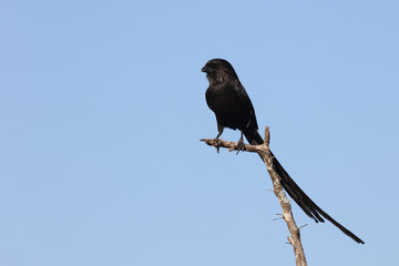 Schachwürger / Long-tailed shrike - Magpie shrike / Lanius schach.