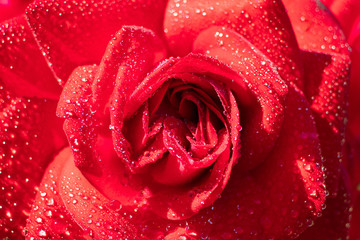 Red rose in water drops close up. Macro photo. Beautiful petals in the whole frame. Concept of Valentine's Day, holiday, wedding, declaration of love. Minimalism, bright sunlight.
