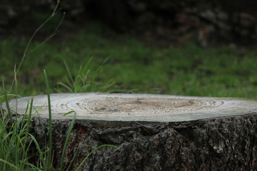 The Inside of a Tree
