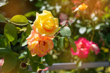 flowers in the garden