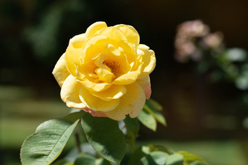yellow rose