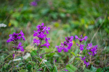 Flowers in a mountain meadow