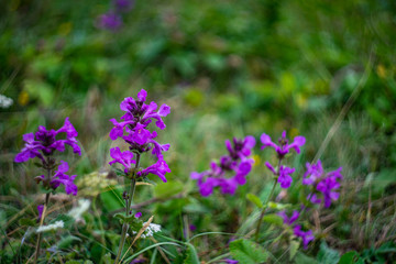 Flowers in a mountain meadow