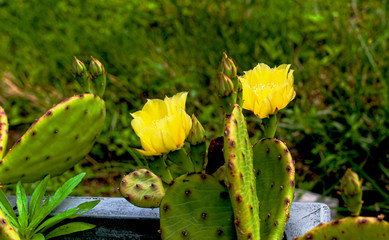 wild and garden plants, flowers, trees	