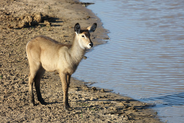 Wasserbock / Waterbuck / Kobus ellipsiprymnus