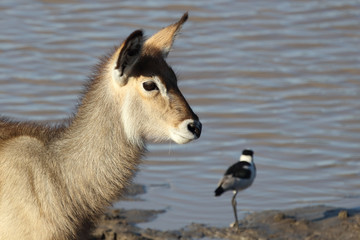 Wasserbock / Waterbuck / Kobus ellipsiprymnus