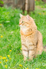 Naklejka na ściany i meble Ginger tabby cat on the nature in the green grass among the yellow dandelions.