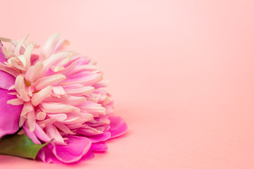 Pink peony flower on pink pastel background close up. There is a place for text.