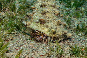 Bristled Hermit Crab in the Red Sea Colorful and beautiful, Eilat Israel