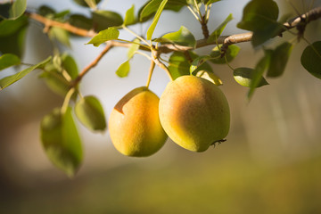 Two pears closeup on a tree branch