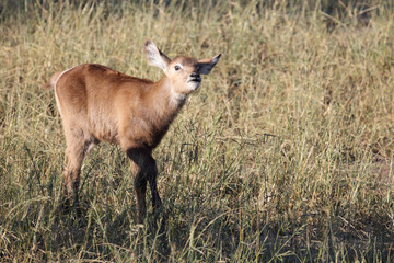 Wasserbock / Waterbuck / Kobus ellipsiprymnus