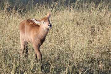 Wasserbock / Waterbuck / Kobus ellipsiprymnus