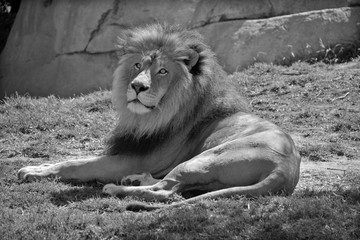 The lion is one of the four big cats in the genus Panthera, and a member of the family Felidae....