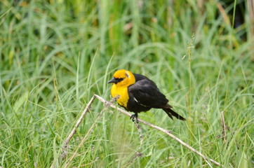 Yellow-headed Blackbird Male in the wild