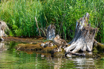 Naklejka na ściany i meble Wild duck with ducklings resting on a summer day in an old tree in the swamp. The concept of protection of wild animals