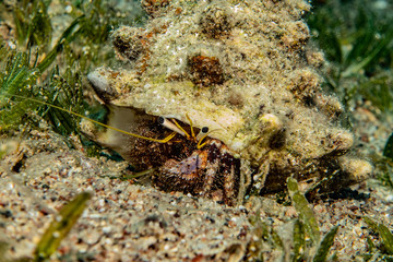 Bristled Hermit Crab in the Red Sea Colorful and beautiful, Eilat Israel