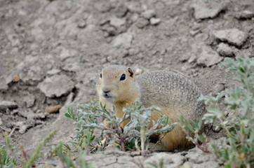 Wild black-tailed prairie dog at Grasslands National Park, 