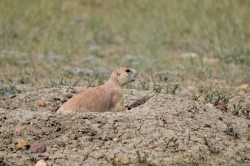 Wild black-tailed prairie dog at Grasslands National Park, 