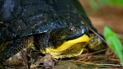 Blanding's Turtle