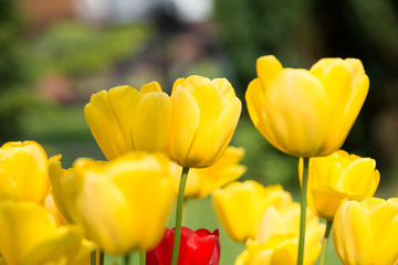 Tulpe Postkarte Gelb, Rot
